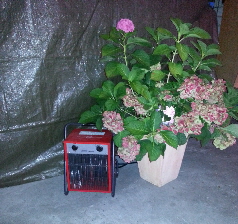 9kw Heizgebl�se neben einem Blumentopf